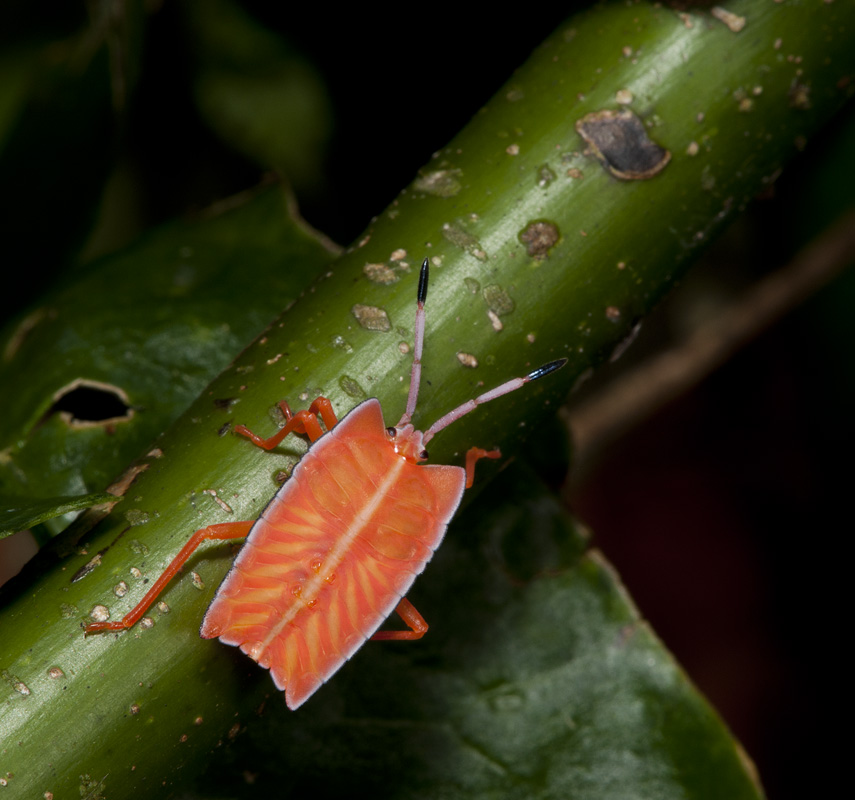 Walking Rectangle (Ubud, Bali)
